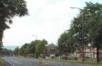 Tree lined street